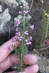 Erica grata