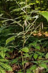 Rubus setosus