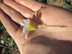 Oxalis adspersa