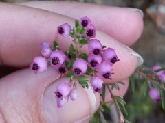 Erica grata