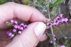 Erica grata