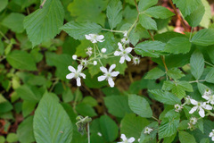 Rubus setosus