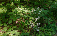 Rubus setosus