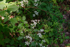 Rubus setosus