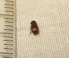 Aphodiini