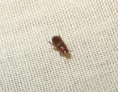 Aphodiini