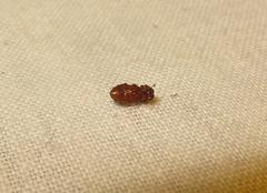 Aphodiini