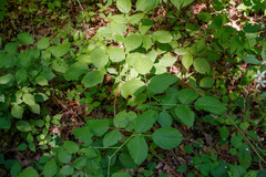 Rubus setosus