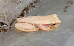 Dendropsophus mathiassoni
