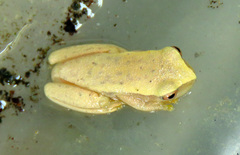 Dendropsophus mathiassoni