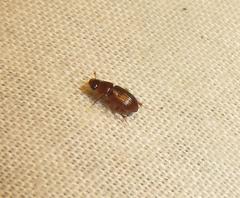 Aphodiini
