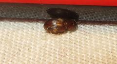Aphodiini