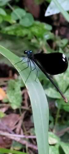 Calopteryx maculata image