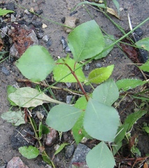 Populus simonii