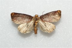 Achatodes zeae