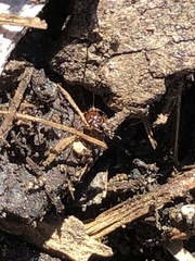 Amblyomma americanum