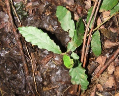Quercus castaneifolia