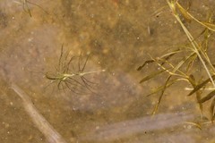 Najas gracillima
