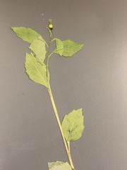 Tracheophyta