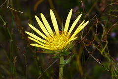 Berkheya carlinoides