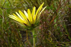 Berkheya carlinoides