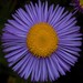 Aspen Fleabane - Photo (c) Rand Workman, some rights reserved (CC BY-SA), uploaded by Rand Workman