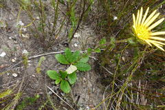 Berkheya carlinoides