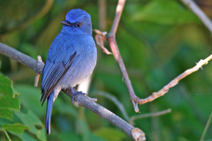 Eumyias albicaudatus