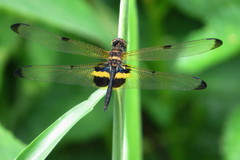 Rhyothemis phyllis