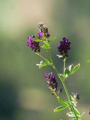 Medicago sativa sativa