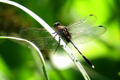 Orthetrum sabina