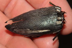 Sternocera orissa bertolonii