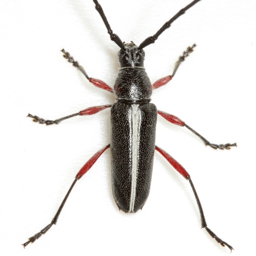 Plionoma suturalis (LeConte, 1858)