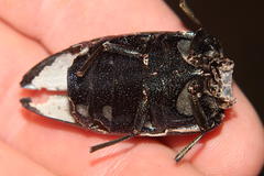 Sternocera orissa bertolonii