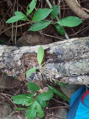 Trichocentrum oerstedii