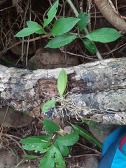 Trichocentrum oerstedii