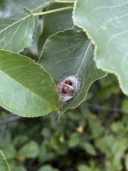 Mastophora hutchinsoni