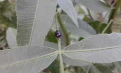 Macrohaltica transversa