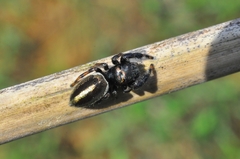 Dendryphantes