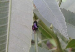 Macrohaltica transversa