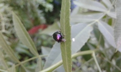 Macrohaltica transversa