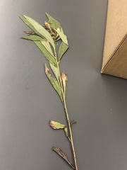 Tracheophyta