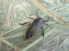 Lethocerus indicus