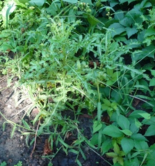 Cirsium arvense arvense
