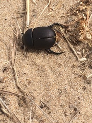 Geotrupes opacus