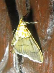 Agrotera