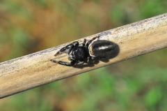 Dendryphantes