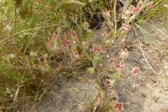 Drosanthemum hispifolium