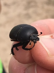 Geotrupes opacus