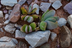 Glottiphyllum linguiforme